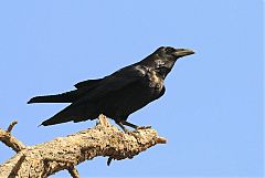 Common Raven